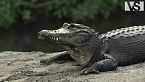 EVERGLADES | La Vita Selvaggia Più Estrema delle Paludi Letali della Florida – Parchi Stati Uniti