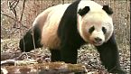 Pandas en la naturaleza
