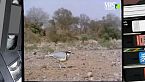 Ultimo paradiso: Gli uccelli delle regioni equatoriali
