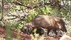 ARIZONA | Sopravvivenza Estrema tra Predatori Supremi, Canyons e Deserti Letali - Documentario