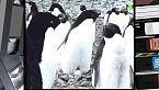 Sfide nei ghiacci: Gli uccelli dell'artico e dell'antartico