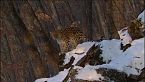 El ultimo Leopardo