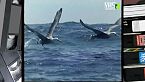 Nomadi dell'oceano: Gl uccelli delle galapagos
