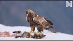 I fiordi selvaggi della Norvegia - Tra scogliere, neve e predatori
