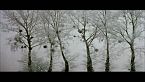 L'albero degli aironi