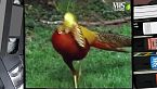 Amici delle nostre stagioni: Gli uccelli delle regioni temperate
