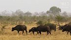 Forza brutale - Il codice segreto dei bufali africani