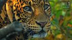 Predatori spietati - Il lato oscuro della savana africana