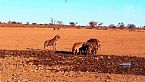 Africa - L’impero crudele della vita selvaggia