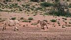 NAMIBIA SELVAGGIA - Dove Solo i Più Forti Sopravvivono