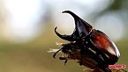BORNEO: INSECTOS De Otra Dimensión