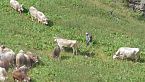Transumanza di Vignone