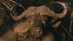 LEONI E BUFALI - Lo Scontro Più Crudele della Natura | Documentario Animale