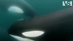 OCEANO ESTREMO | Lo Scontro Brutale Tra i Giganti dell’Oceano - Documentario Animali