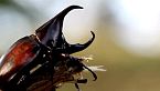 BORNEO Los Insectos Más Extraordinarios de la Selva | Documental
