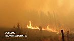 Llamas del Despojo: Incendios del Negocio Forestal - Documental / Chile