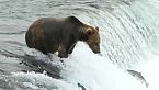 PREDATORI SUPREMI DELL’ALASKA | Il Territorio Mortale di Lupi, Orsi e Prede Letali – Documentario