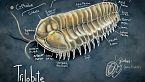 Prima dei Dinosauri: i Segreti Perduti dei Trilobiti! Documentario Storia della Terra
