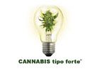 L\'oro verde: Cannabis come risorsa