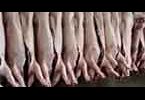 08)- Consumo carne... cosa ci sta dietro?