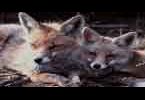 20)- L'unità tra la natura, gli uomini e gli animali