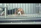 SHAC - Stop Huntidgon Animal Cruelty