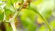 El Reino De Los INSECTOS: INTELIGENCIA Asombrosa